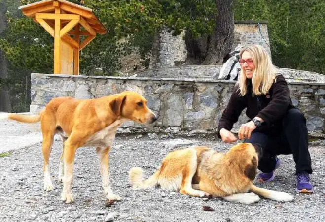 Maria Zolota, Vorsitzende des Tierschutzvereins „Peritas“ in Litochoro (Foto stammt aus dem kostenlosen E-Book „Unsere Streuner am Olymp“)