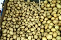 Naxos-Kartoffeln wollen ins Guinnessbuch