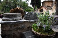 Unser Archivfoto (© Eurokinissi) entstand vor dem byzantinischen Kloster von Käsariani auf dem Hymmetos-Berg bei Athen.