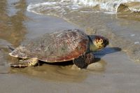 Fischbestände im Mittelmeer enorm bedroht 