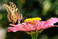 Unser Archivfoto © zeigt hier den Schwalbenschwanz-Schmetterling