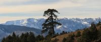 Ältester Baum Europas wächst in Griechenland 