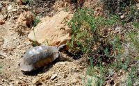 Foto (© Horst Schäfer): Ausgewachsene Breitrandschildkröten auf der Peloponnes.