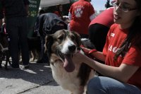 Foto (© ek): Streunende Tiere erhalten selten die Fürsorge, die sie benötigen. 