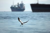 Insel Skiathos: Verrosteter Frachter soll aus dem Hafen entfernt werden 