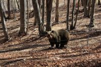 Braunbären von Arcturos bei Nymfäo im Winterschlaf