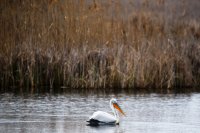 Foto (© Eurokinissi): Szene mit Pelikan an den Prespa-Seen.