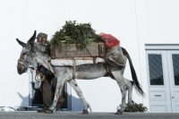 Die Tiere werden häufig als &quot;Packesel&quot; in Arbeiten für die Landwirtschaft eingespannt (© Eurokinissi).