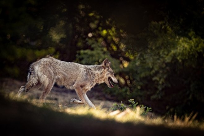 Bildtext: Ein Wolf im Gehege der Tierschutzorganisation Arktouros (© Archivfoto von Eurokinissi) 