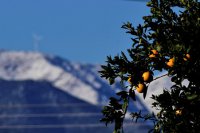 Orangenbäume und Schnee in der Argolis auf der Peloponnes (© Eurokinissi) 