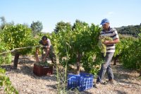 Foto (© Griechenland Zeitung / Jan Hübel): Bei der Weinernte auf der Peloponnes.