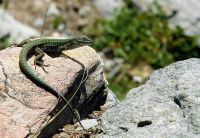 Das Foto (© Horst Schäfer) zeigt die Ägäische Mauereidechse (Podarcis erhardii) auf der Insel Andros. Es ist ein recht auffälliges und neugieriges Tier.