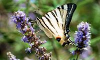 Unser Foto (© Horst Schäfer) aus dem Buch „die Natur Griechenlands“ zeigt einen Segelfalters (Iphiclides podalirius). Das Foto wurde auf Samothraki ausgenommen. 