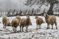 Unsere Fotos (© Eurokinissi) sind am Sonntag (6.1.) in Ilia auf der Peloponnes entstanden.