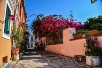 Blühende Bougainvillea in der Stadt Preveza (Foto: © Eurokinissi)