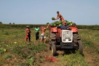 Griechenlands Regierung setzt auf die Stärkung der Landwirtschaft 