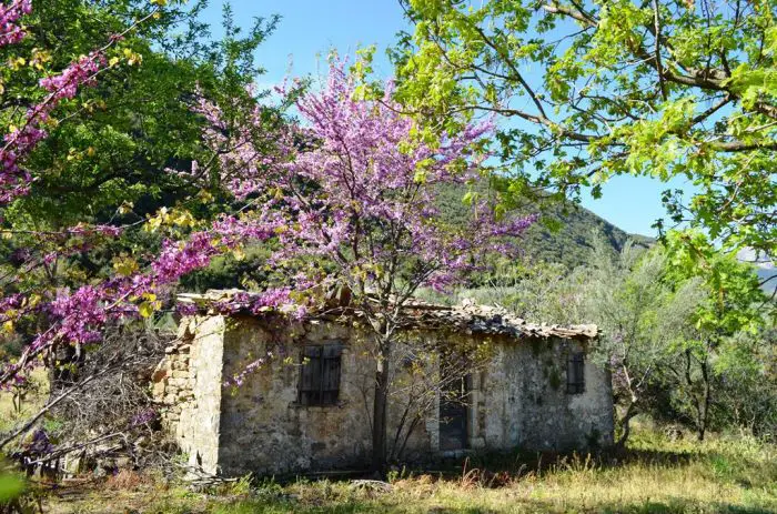 Foto ©Griechenland Zeitung / Jan Hübel, Achaia (Weinberge und Oliven)