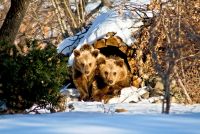 Süßer Braunbärenbesuch in nordgriechischem Dorf