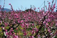 Foto (© Eurokinissi): Pfirsichblüten in Argolis