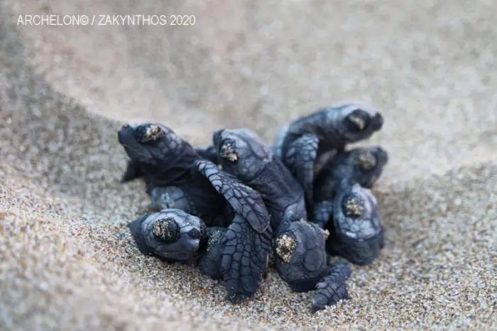 Die ersten geschlüpften Schildkrötenbabys auf Zakynthos