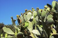 Fotos © Waltraud Alberti:  Der Feigenkaktus ‒ Opuntia ficus-indica ‒ (η) φραγκοσυκιά (frangosykiá)