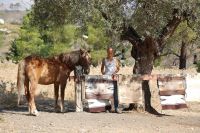 Feuer auf Rhodos: Zerstört Natur und gefährdet Menschen und Tiere