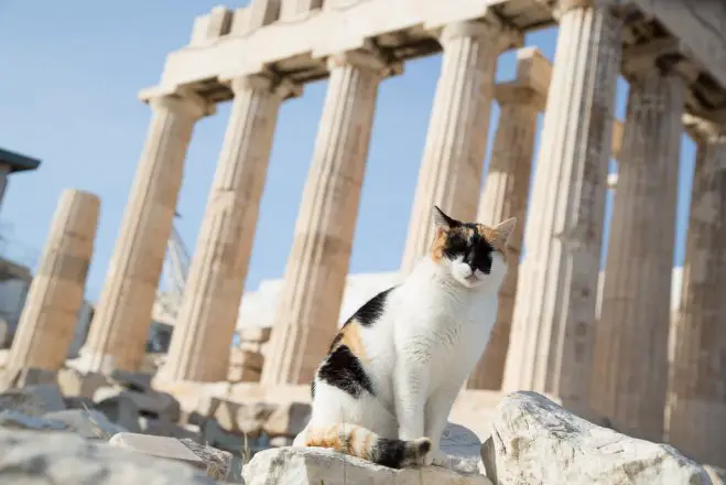 Unser Foto (© Griechenland Zeitung / Eleni Kougionis) zeigt die Akropolis und eine an Kultur interessierte Katze.