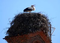 Unser Archivfoto (© Eurokinissi) entstand 2019 in der Nähe der Mittelgriechischen Stadt Trikala.