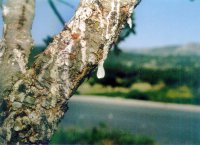 Unser Foto (© Eurokinissi) zeigt das Harz des Mastixbaumes: Die &quot;Tränen von Chios&quot; werden auch als &quot;weißes Gold&quot; der Insel bezeichnet. 