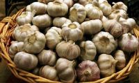 Knoblauch – der König der Gewürze