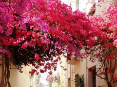 Archivfoto (© Griechenland Zeitung): Bougainvillea